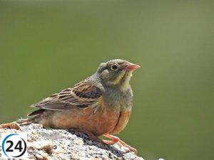 Esta semana se presentará el proyecto de turismo ornitológico 'PIO Ávila' en cinco localidades.