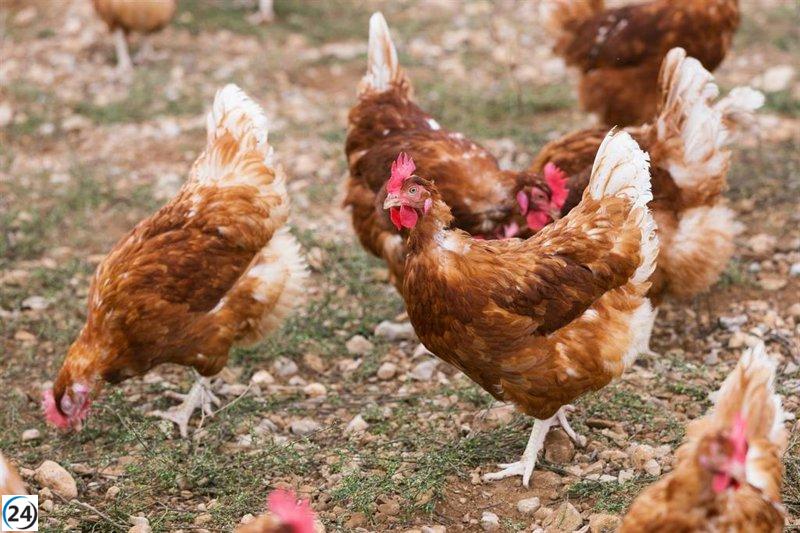 La gripe aviar lleva al sacrificio de 102,000 gallinas en Valladolid.