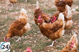 La gripe aviar lleva al sacrificio de 102,000 gallinas en Valladolid.