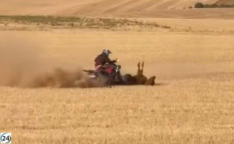 Pacma interpone denuncia tras la muerte de una vaquilla por un quad en el encierro de Bolaños de Campos.