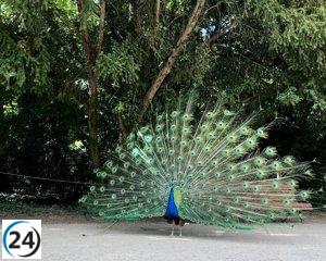 VTLP solicita un plan municipal para garantizar el bienestar de los animales en Campo Grande.