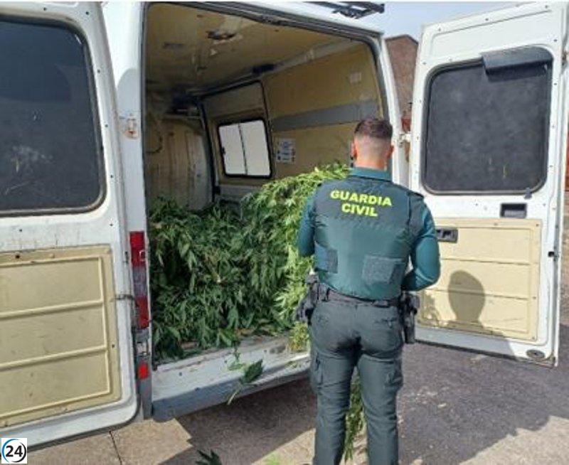 Vecino de Tudela (Valladolid) bajo investigación por la siembra de 22 plantas de cannabis.