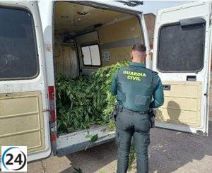 Vecino de Tudela (Valladolid) bajo investigación por la siembra de 22 plantas de cannabis.