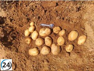 Cinco empresarios marroquíes enfrentan juicio por contratar trabajadores indocumentados en el sector agrícola.