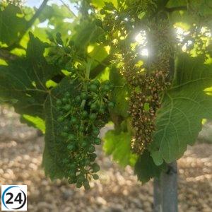 Asaja solicita a la Junta medidas de apoyo para viticultores en la lucha contra el mildiu, al igual que en Andalucía y Álava.