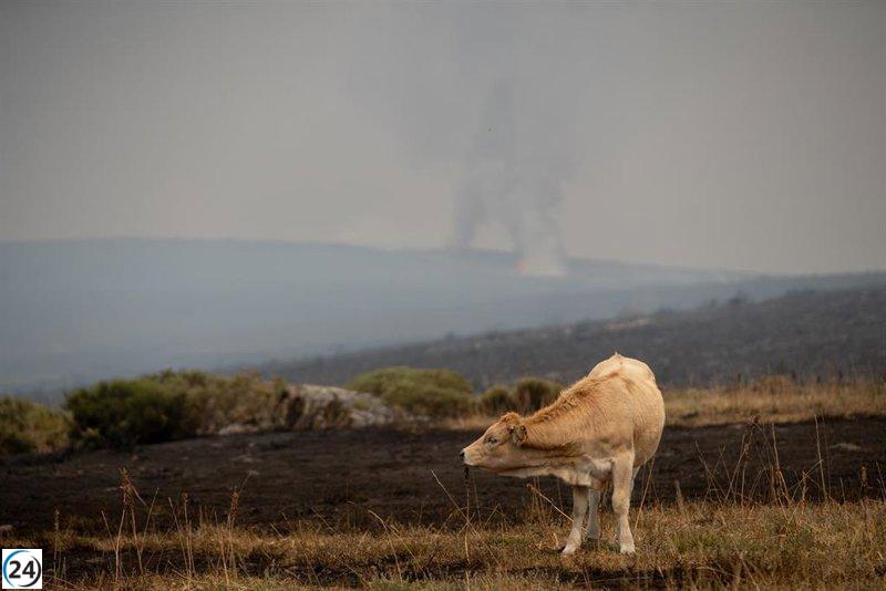 Junta lanza formulario para solicitar ayudas alimentarias a ganaderos damnificados por incendios.