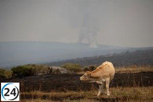 Junta lanza formulario para solicitar ayudas alimentarias a ganaderos damnificados por incendios.