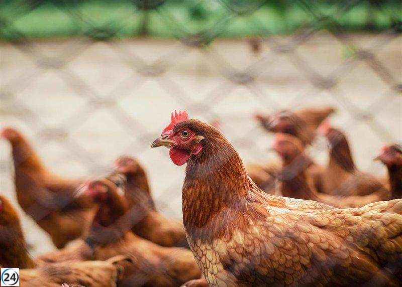 Brote de gripe aviar detectado en granja de 66,000 aves en Olmedo.