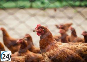 Brote de gripe aviar detectado en granja de 66,000 aves en Olmedo.