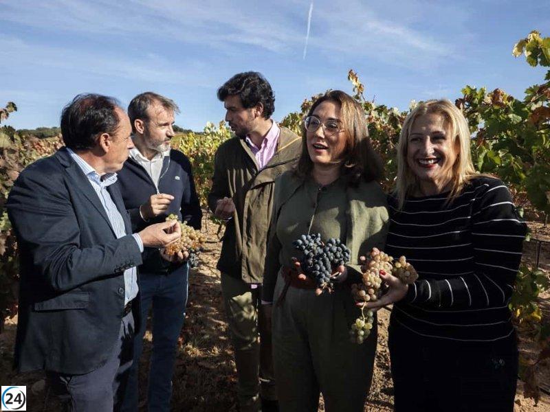 Las denominaciones de origen de Castilla y León logran una cosecha récord de 291 millones de kilos de uva de alta calidad.
