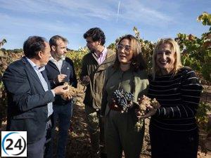 Las denominaciones de origen de Castilla y León logran una cosecha récord de 291 millones de kilos de uva de alta calidad.