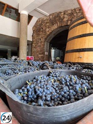 La DO Bierzo cierra su vendimia con 10 millones de kilos, un 34% más, y pronostica una cosecha de alta calidad.