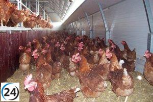 Detectan brote de gripe aviar en granja de pollos en Ataquines, Valladolid, con 54,000 aves involucradas.