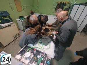 La osezna Alba regresa a su hábitat tras su adaptación en Valsemana, León.