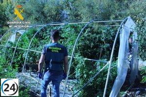 Desmantelado un centro de cultivo de cannabis y narcotráfico en La Bañeza, León.