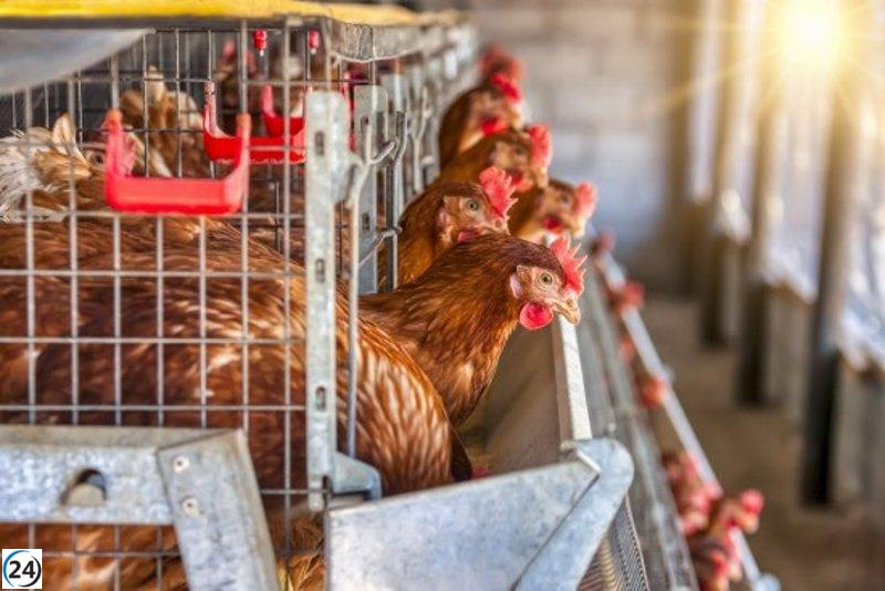 González Corral resalta la falta de casos de gripe aviar recientemente y el sacrificio de aves contagiadas.