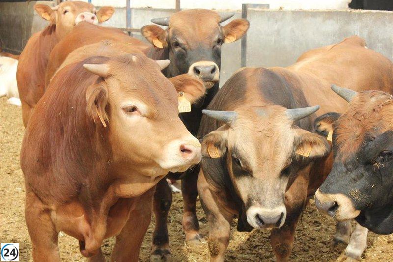 Se extienden hasta el 30 de noviembre las limitaciones al traslado de ganado por brote de dermatosis nodular.