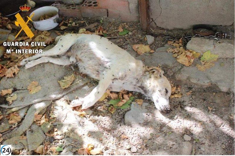 Dieciocho perros en condiciones críticas rescatados en Nava de la Asunción, dos fallecidos.