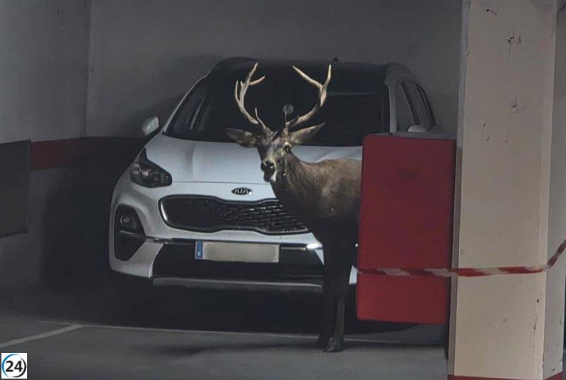 Un ciervo irrumpe en el corazón de Zamora y se adentra en un aparcamiento.