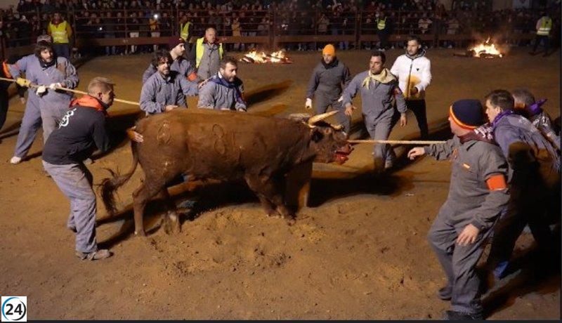 PACMA impugna la aprobación del Toro Jubilo y amenaza con acciones legales si no se detiene el evento.
