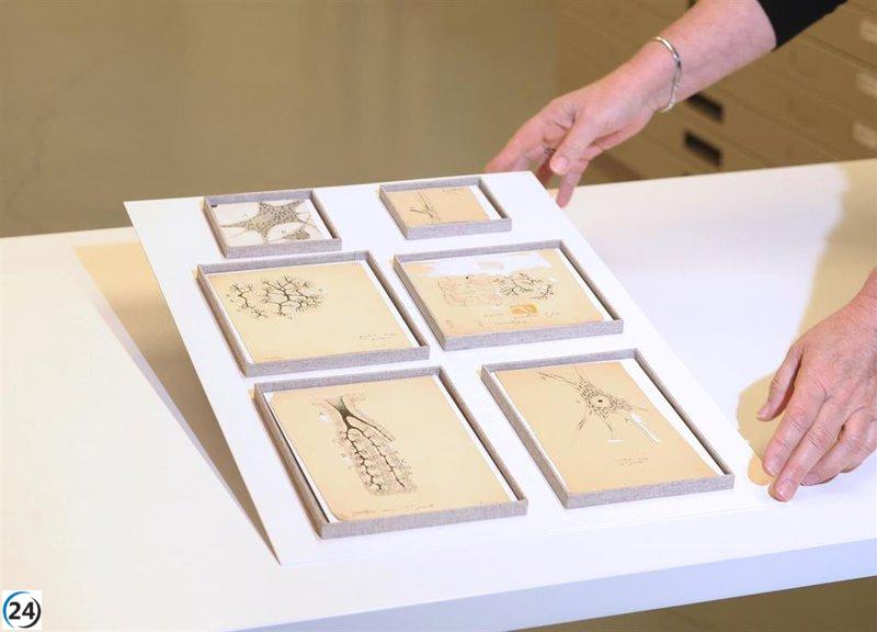 Hallan seis obras inéditas de Ramón y Cajal en el Museo Anatómico de Valladolid tras años de olvido.