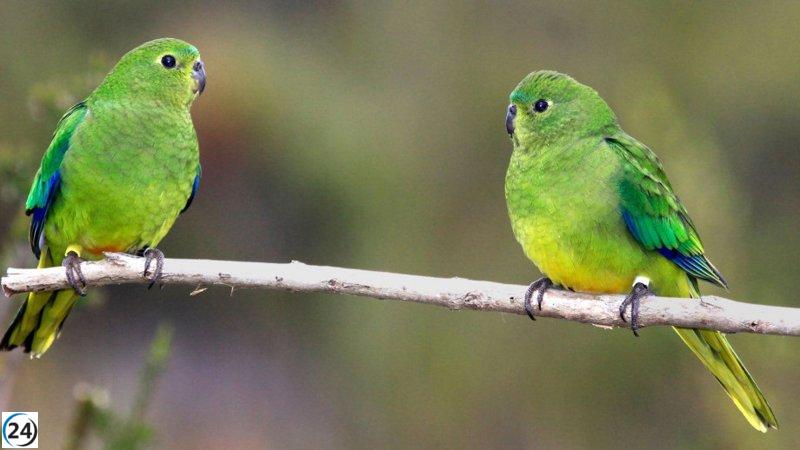 Inscripciones abiertas para programa de voluntariado ambiental en centro de recuperación de aves de Valladolid.