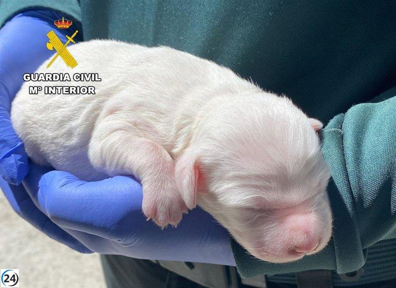 Hombre golpea cachorro de perro y mata a dos más.
