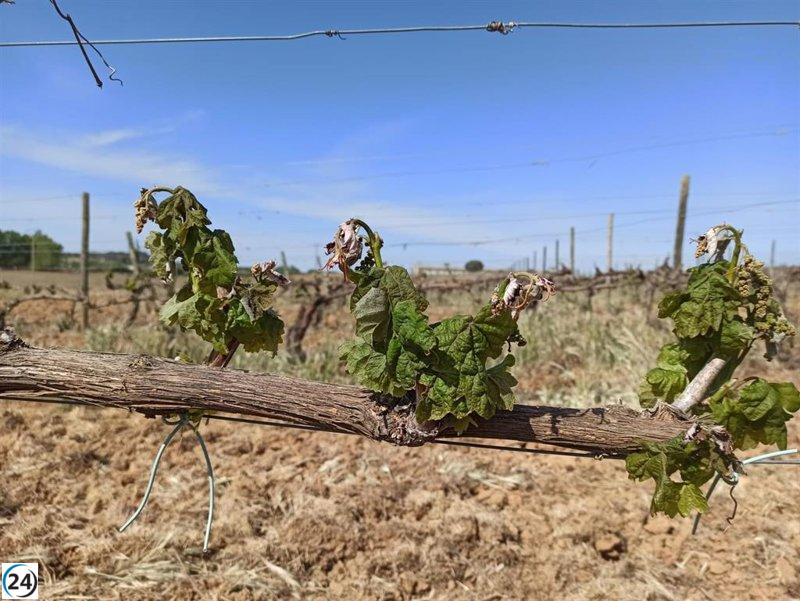 Pedrisco y heladas dañan cultivos de cereal, leguminosas y viñedos.