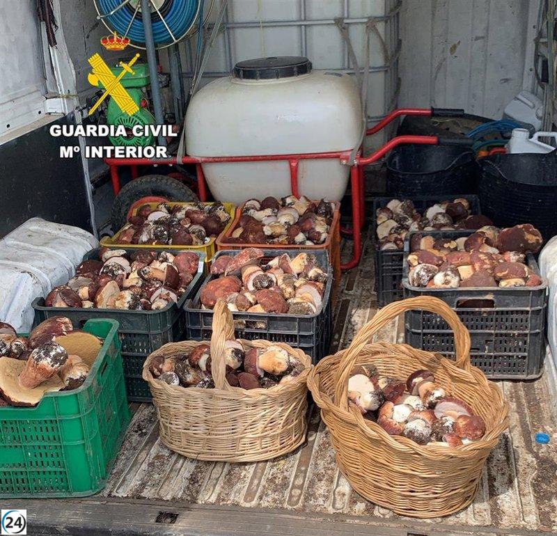 Hombre denunciado por transportar 125 kilos de setas sin licencia.