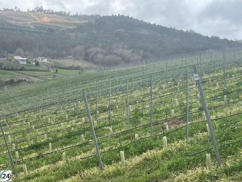 Agricultura aprueba 1.407 hectáreas más de viñedo para plantar en 2023.