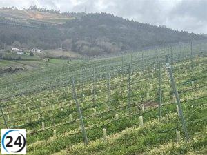 Agricultura aprueba 1.407 hectáreas más de viñedo para plantar en 2023.