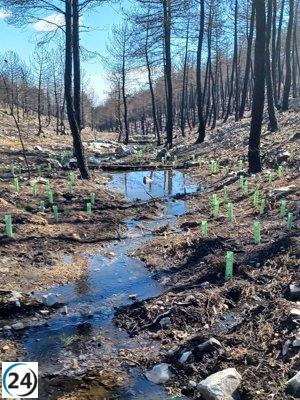 Proyecto eco CHD promueve la plantación de 50.000 especies arbóreas en CyL