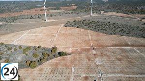 El Gobierno regional impulsa la plantación de más de 500 hectáreas de truferas en CyL mediante ayudas financieras