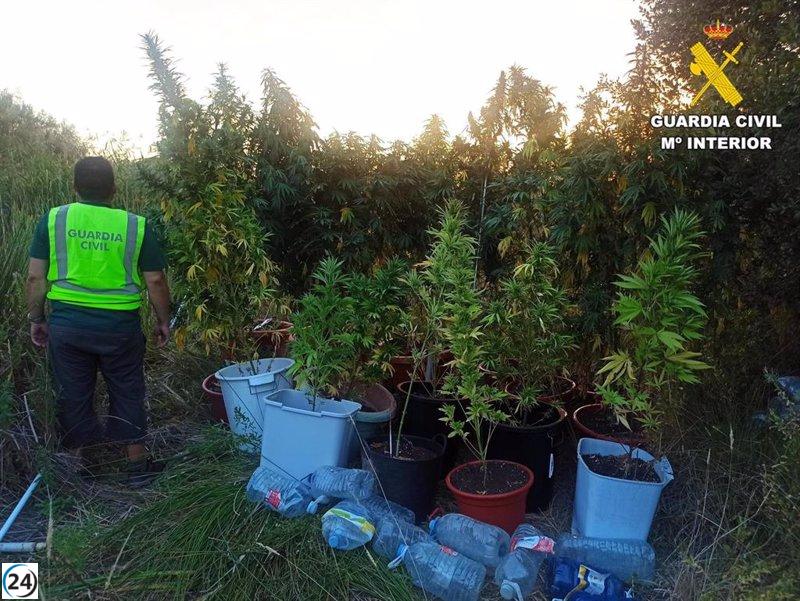 Detenido en Palencia por cultivo de 21 plantas de marihuana en Grijota.
