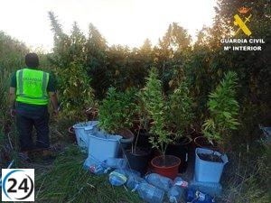Detenido en Palencia por cultivo de 21 plantas de marihuana en Grijota.