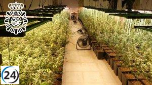 Desmantelada plantación 'indoor' de marihuana en Galindo y Perahuy, tres detenidos.