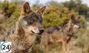 Ganaderos solicitan actualización del censo de lobos en Europa antes de modificar su protección