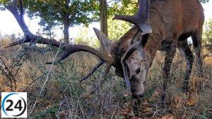 Pequeño pueblo zamorano se moviliza para rescatar a Carlitos, el ciervo, de cazadores
