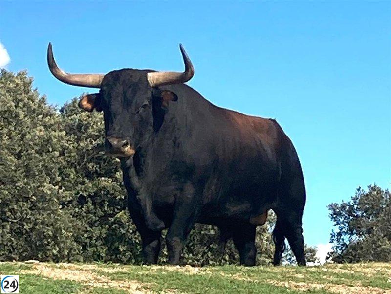 El Ayuntamiento de Tordesillas (Valladolid) cambia al Toro de la Vega debido a una lesión.