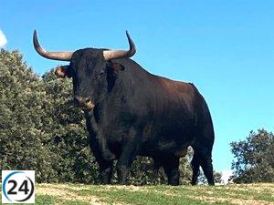 El Ayuntamiento de Tordesillas (Valladolid) cambia al Toro de la Vega debido a una lesión.