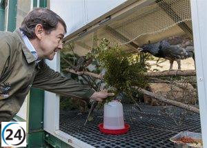 Mañueco celebra avance histórico al lograrse la reproducción de urogallos mediante inseminación