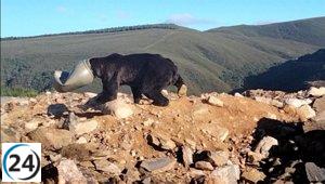 Rescatan a un oso pardo en Anllares (León) con la cabeza atrapada en un bidón.