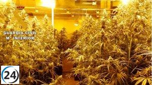 Detenidas 4 personas y neutralizada una plantación de cannabis en Fuente el Sol (Valladolid)