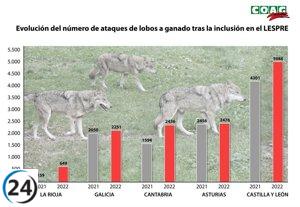Informe de COAG muestra un incremento del 19% en los ataques de lobos en un solo año
