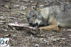 La Junta lucha por el cambio de estatus jurídico del lobo en alegaciones a la Comisión Europea.