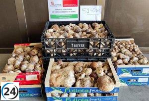 Decomisan más de 65 kilos de boletus en Soria al no contar con licencia correspondiente