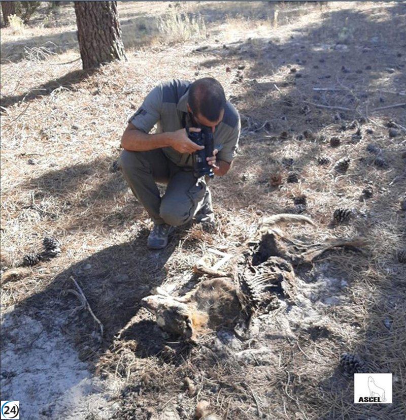 Hallazgo de tres lobos muertos en CyL genera preocupación por posibles circunstancias sospechosas, según ASCEL.