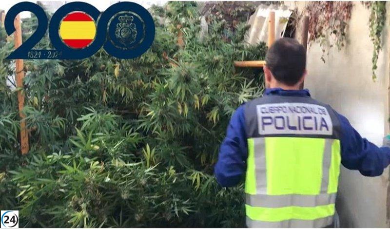 Descubren y desmantelan plantación de cannabis en el corazón de Valladolid