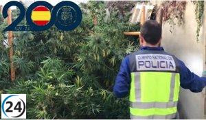 Descubren y desmantelan plantación de cannabis en el corazón de Valladolid