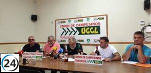 Las denominaciones de origen DO Rueda, Cigales y Ribera del Duero superan los 211 millones de kg de uva recolectados.